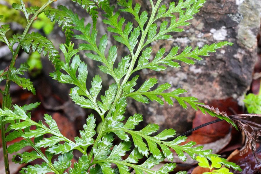 Asplenium onopteris / Asplenio maggiore